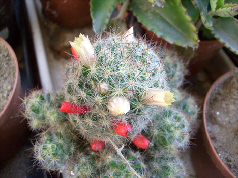 Mammillaria
