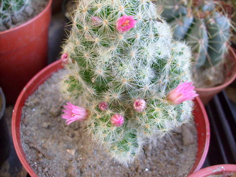 Mammillaria