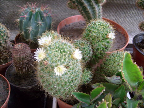 Mammillaria