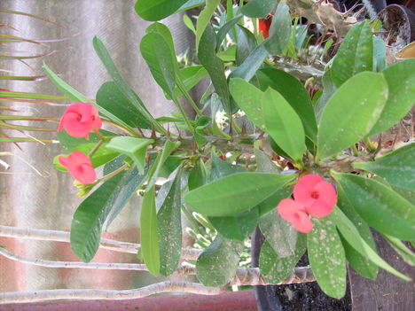 Euphorbia milli