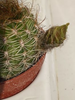 DSCF2197