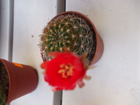 DSCF2217