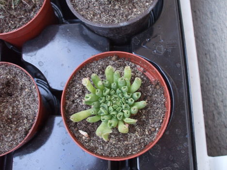 DSCF2234