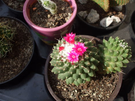 DSCF2279