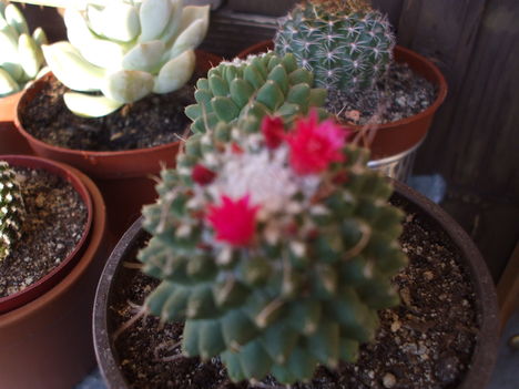 DSCF2282