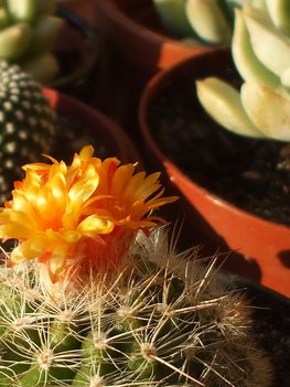 DSCF2286