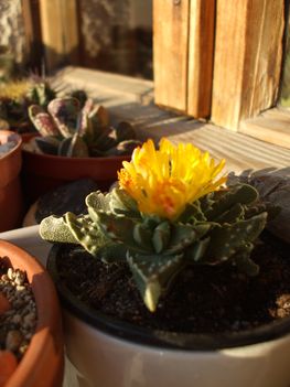 DSCF2291