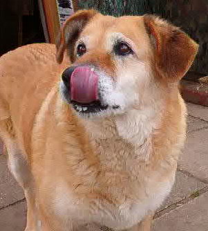 ebéd előtt