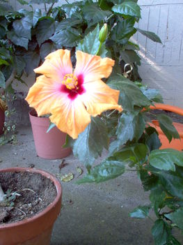 hibiszkusz2