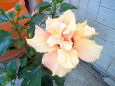 hibiszkusz3