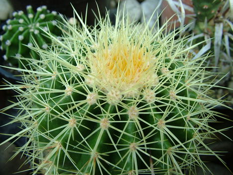 kaktuszaim 6