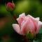 12cfa1c8cee6bc411dfda027538a451d_web