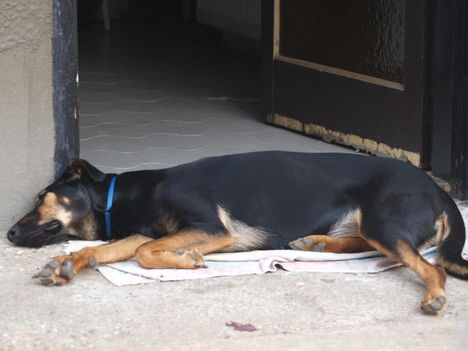 Alszok