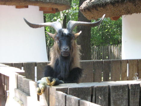jópofa