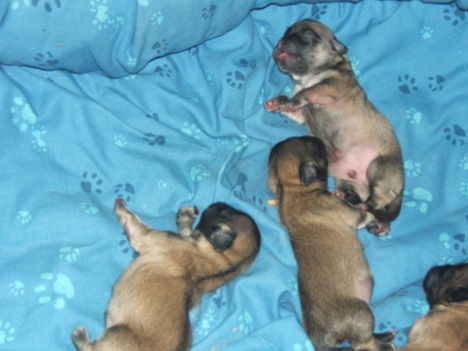 4 pici