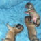 4 pici