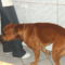 Bruce