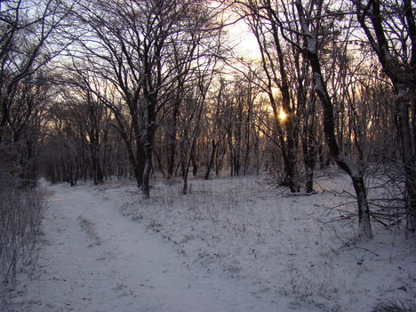 DSC00523