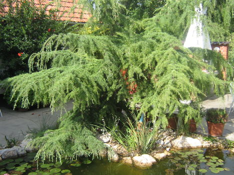 képek 059