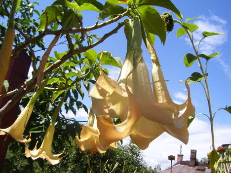 angyaltrombita