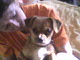 Fanny