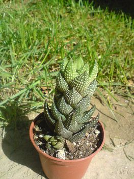 Haworthia