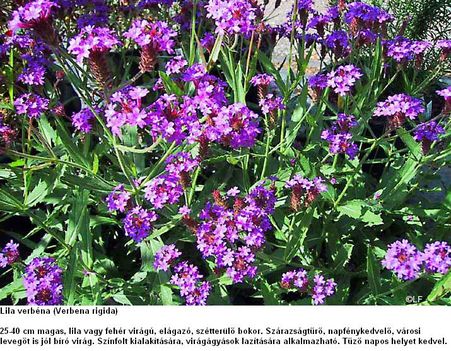 lila verbena