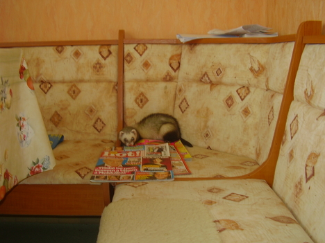 Olvasás óra