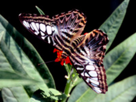 pillangó