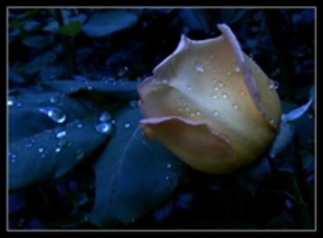 rózsa esőcseppel