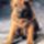 Shar-Pei