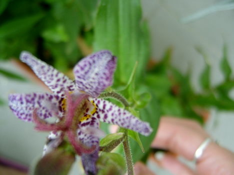 kerti orchidea