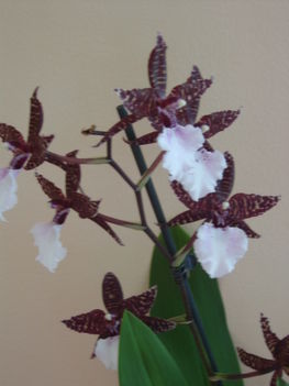 orchidea