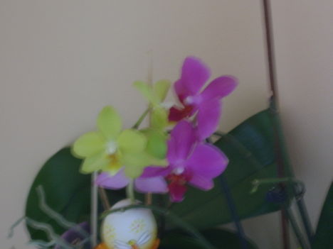 orchideak 004