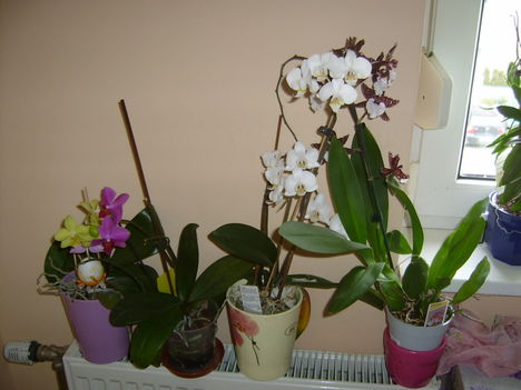 orchideák egy csoportban