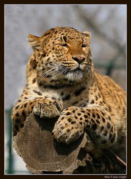 Leopard