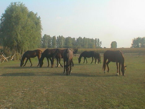 DSC00054
