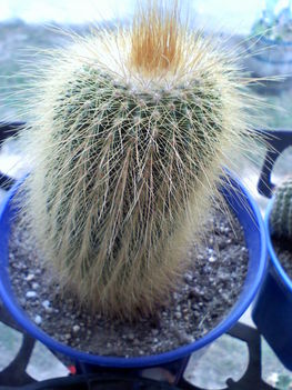 Eriocactus