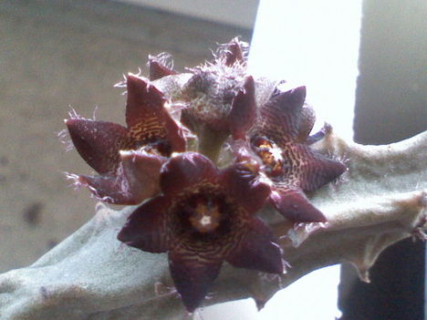 Caralluma joannis