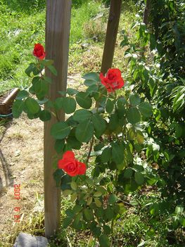Csodás piros rózsa