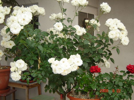 Magastörzsű rózsa