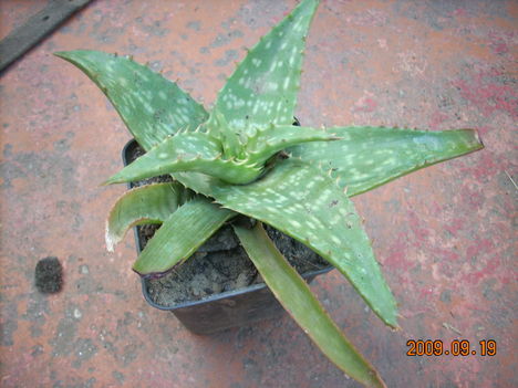 Aloe vera