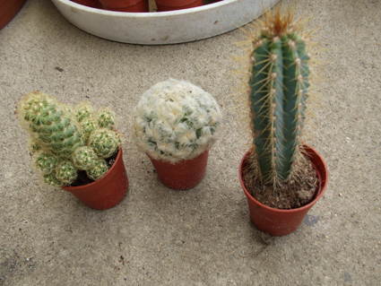 Bal: Mammillaria microheliopsis közép: Mammillaria plumosa jobb: Azureocereus