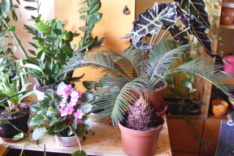 Cycas páma  szobai növényeim egyresze között