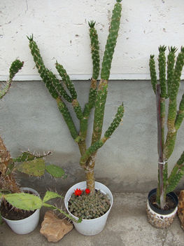 Cylindropuntia subulata