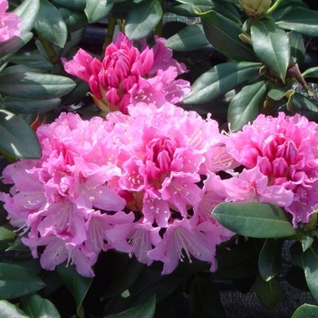 Rhododendron3