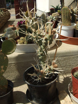 Tephrocactus articulatus var. papyracanthus