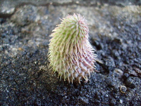 Huernia