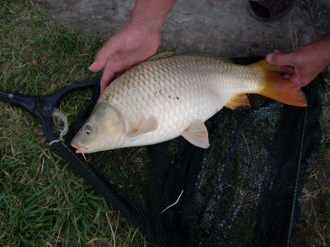 2009.akasztón