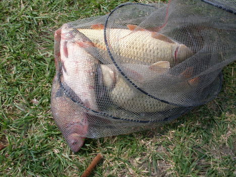 2009.akasztón